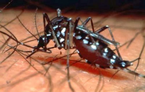 Ekstrak Pepaya dan Demam Berdarah Dengue Jika penelitian lebih lanjut