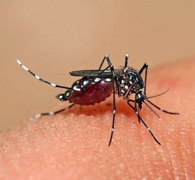 Ekstrak Pepaya dan Demam Berdarah Dengue inflamasi lainnya